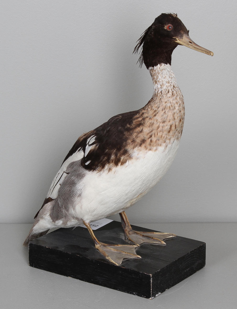 SMÅSKRAKE, 18/1900-tal.