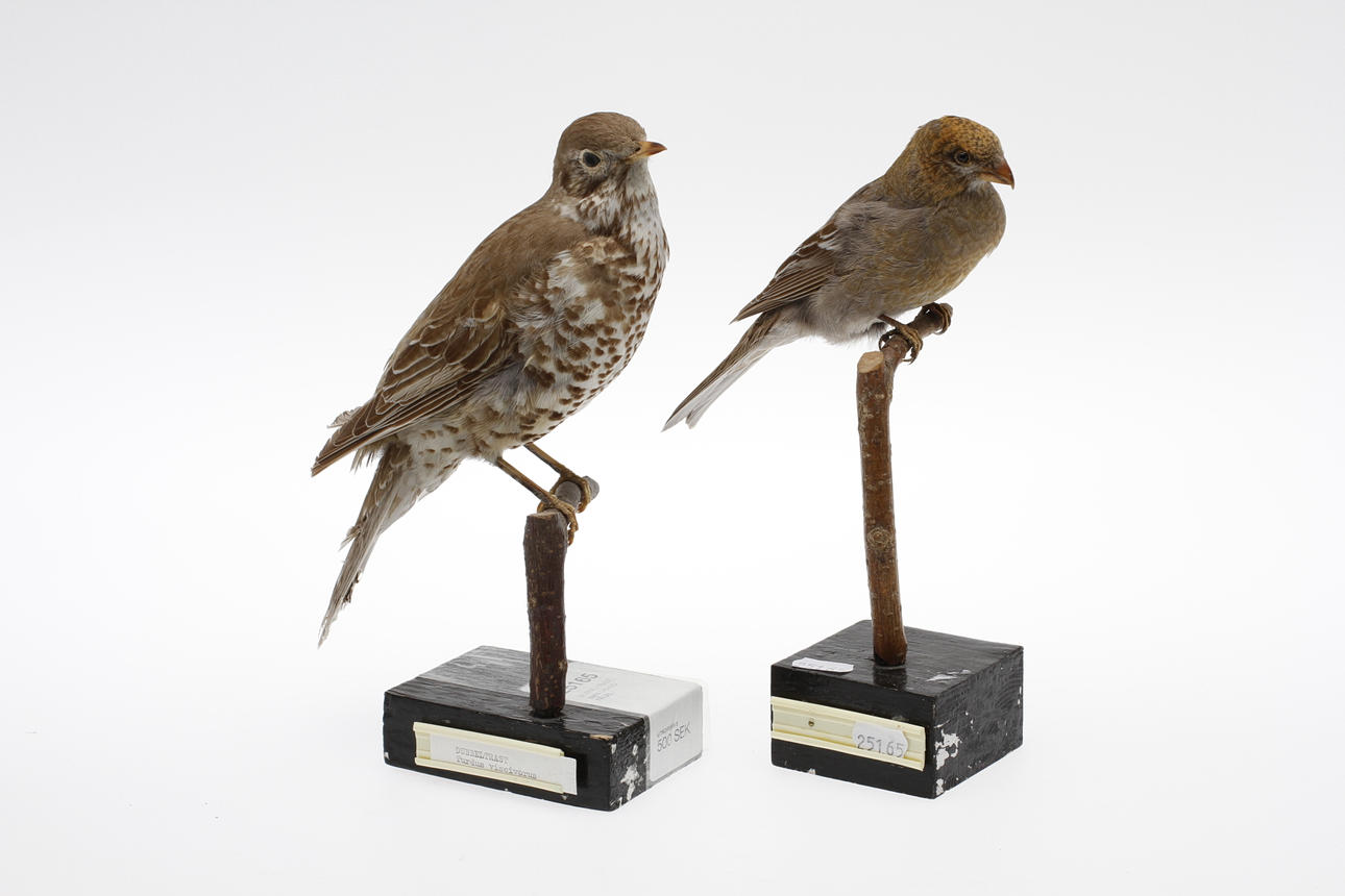 DUBBELTRAST, samt OKÄND FÅGEL.