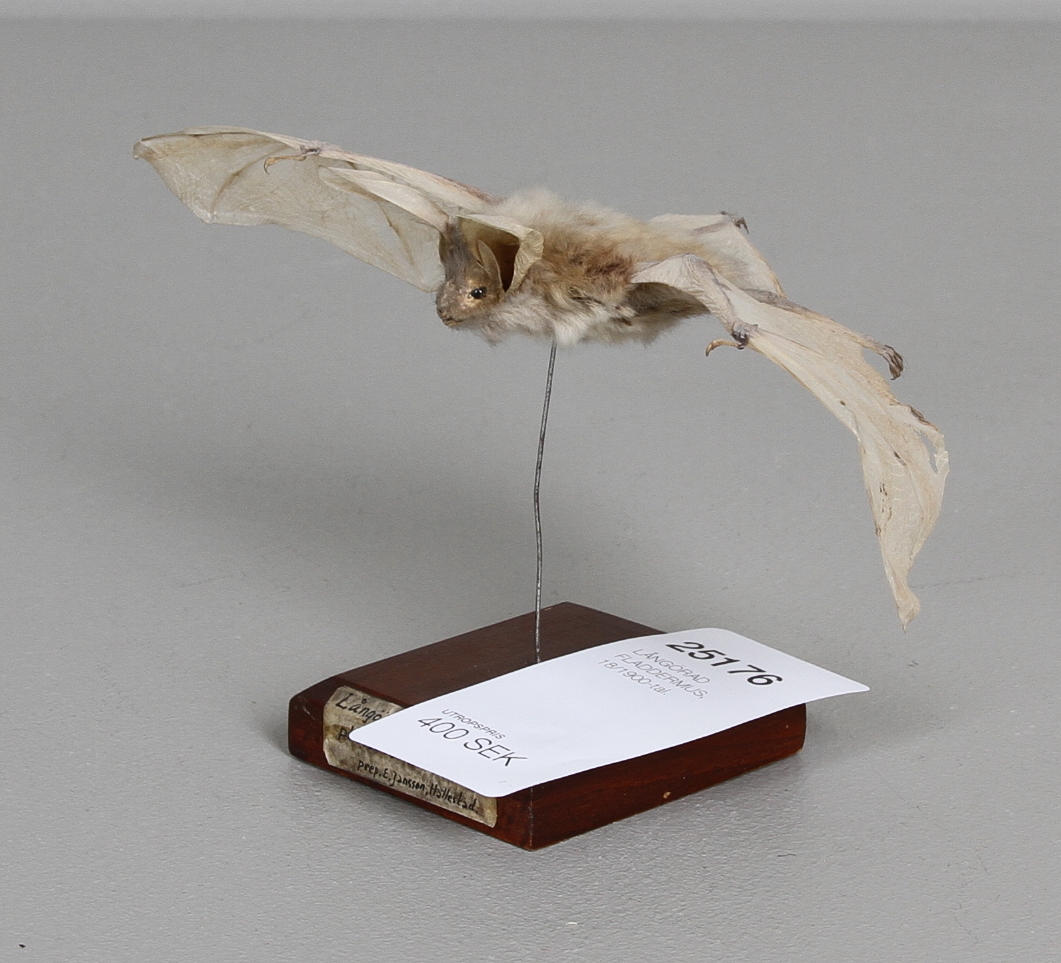 LÅNGÖRAD FLADDERMUS, 18/1900-tal.