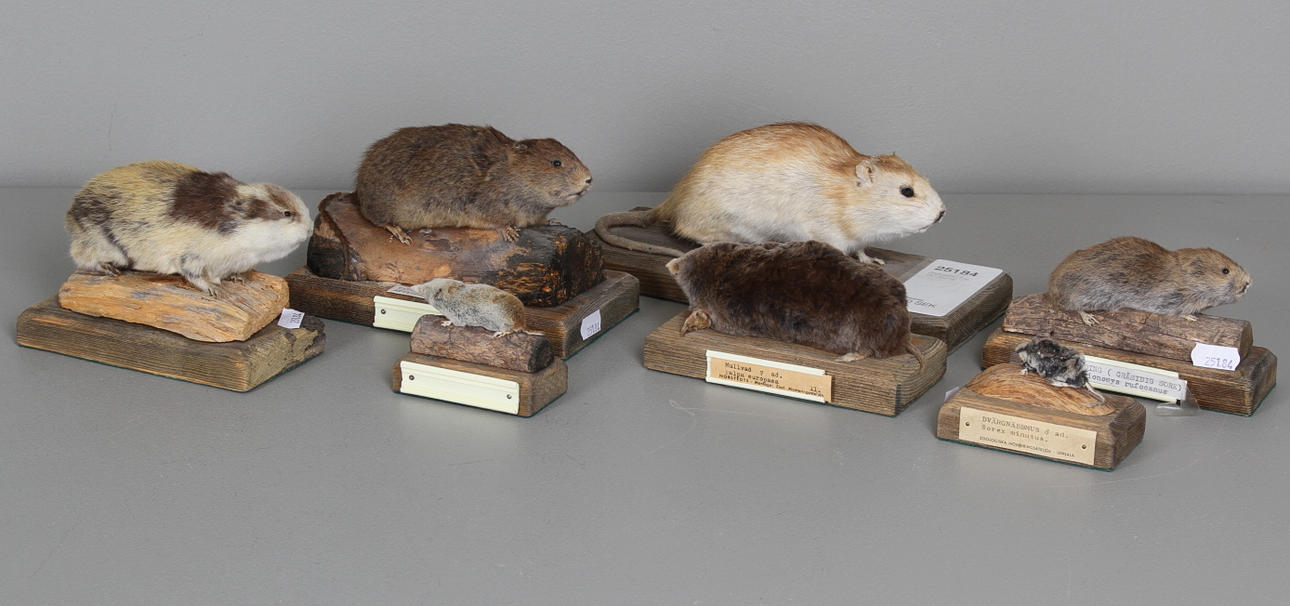 GNAGARE, 7 st, 18/1900-tal.