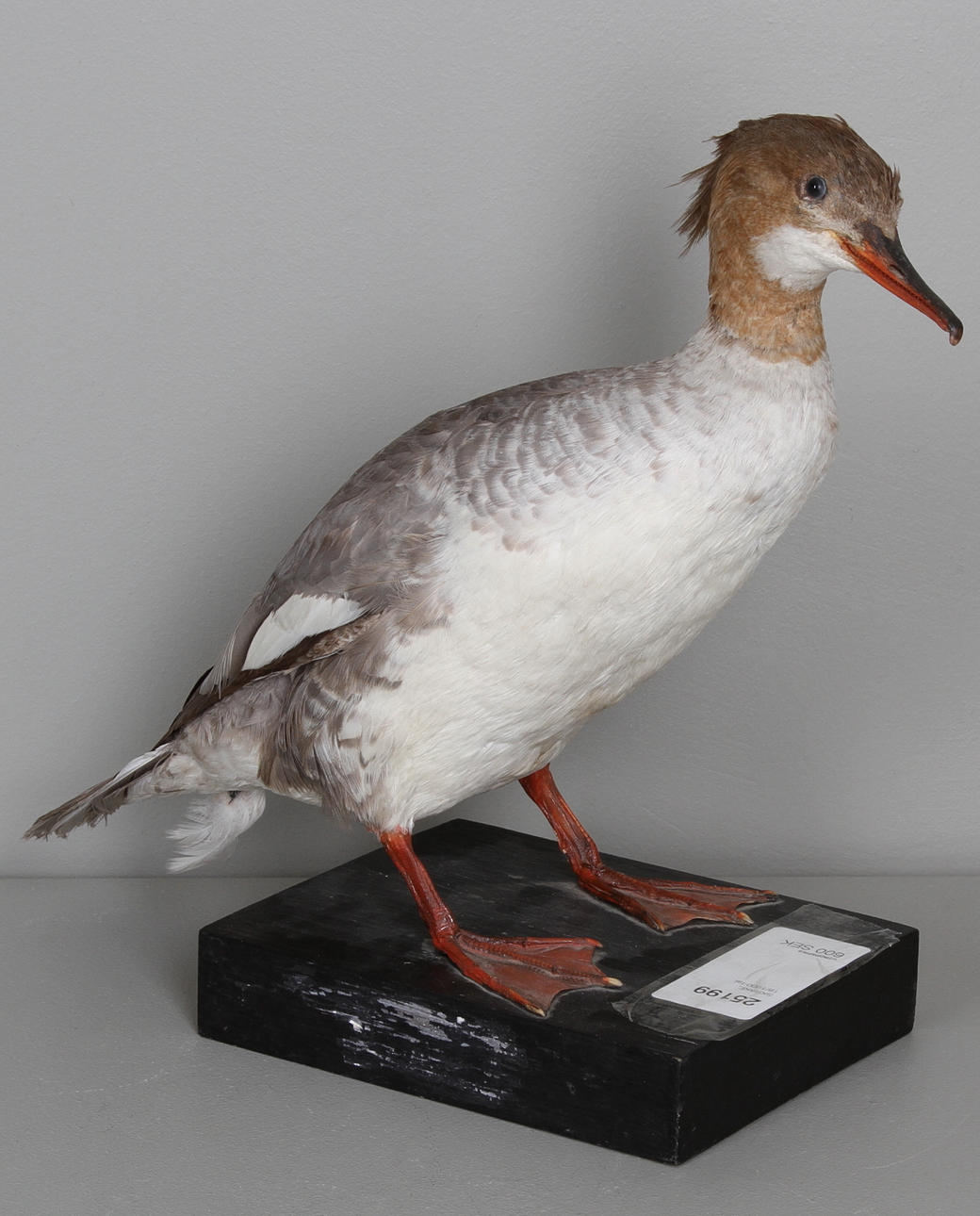 SKRAKE, 18/1900-tal.