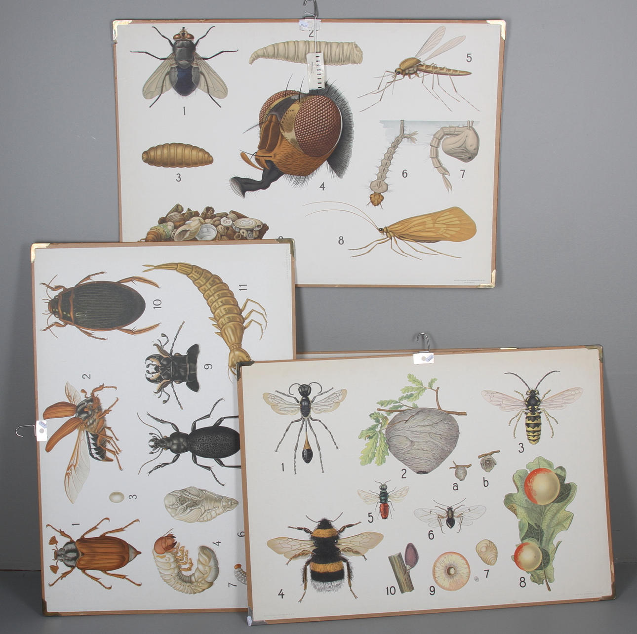 SKOLPLANSCHER, 3 st, insekter, 1900-talets mitt.