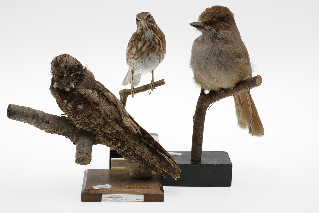 UPPSTOPPADE FÅGLAR, 3 st, 18/1900-tal.