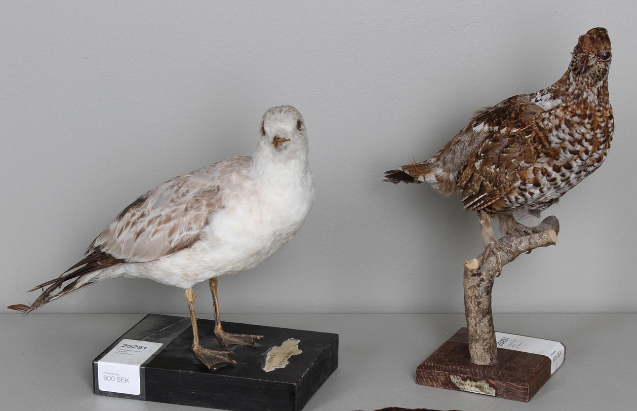 FISKMÅS, samt JÄRPE, 18/1900-tal.