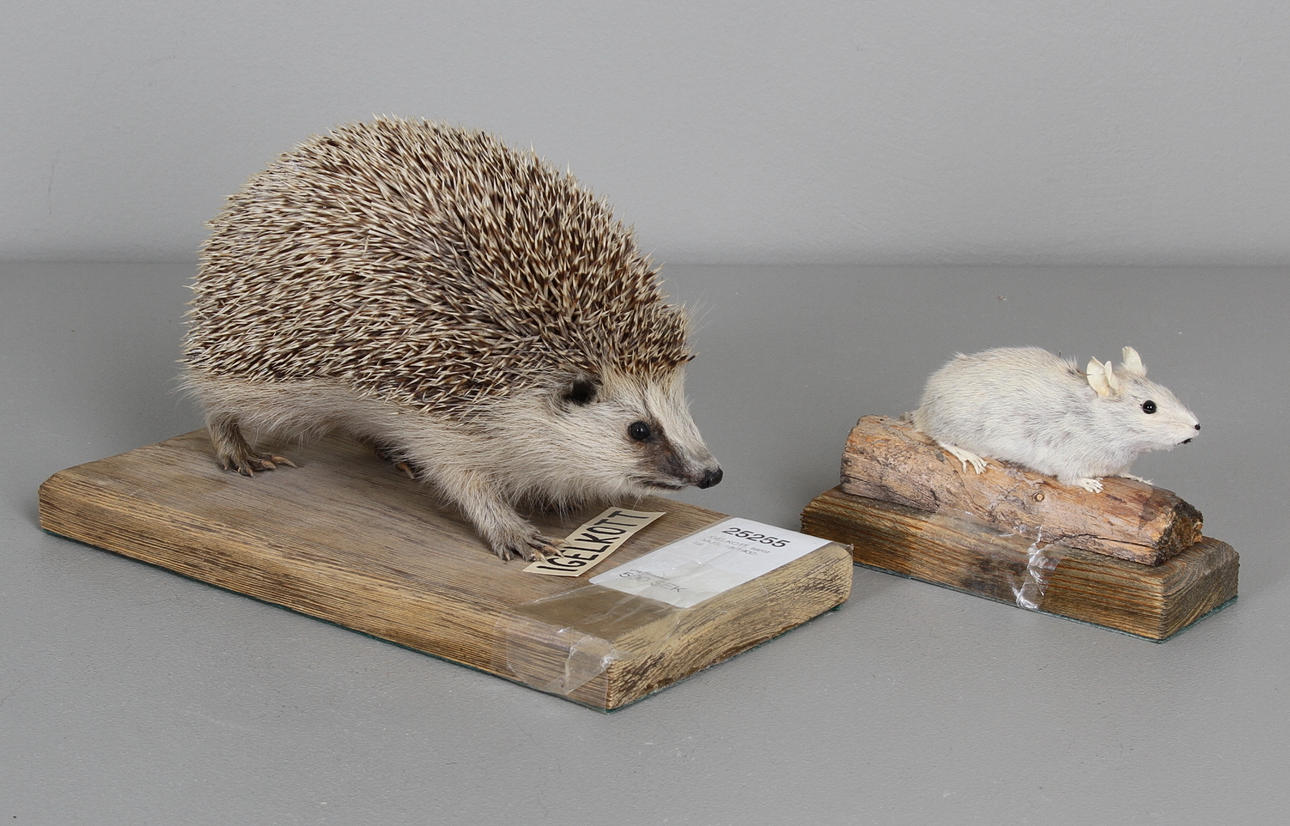 IGELKOTT, samt MUS, 18/1900-tal.