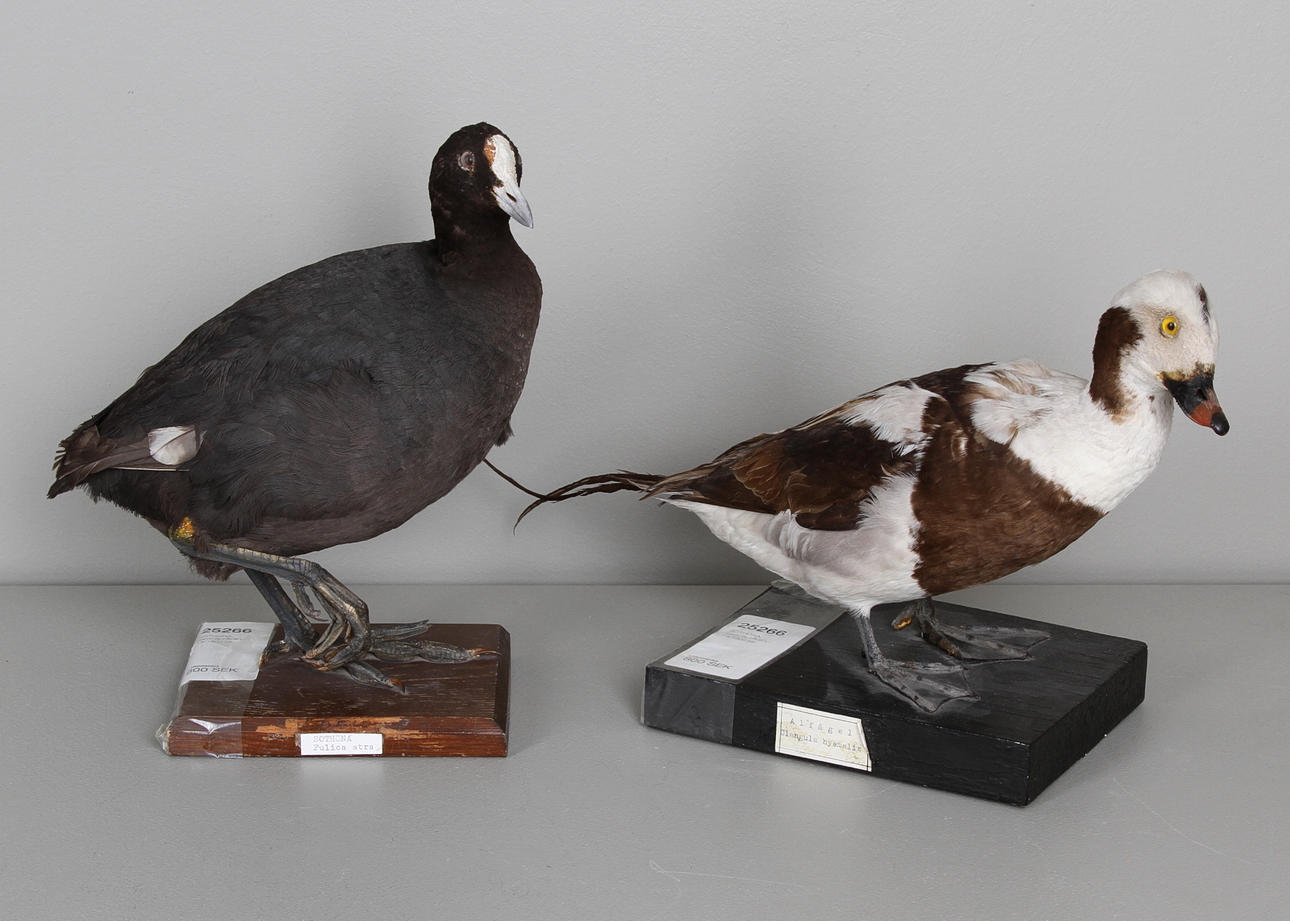 SOTHÖNA, samt ALFÅGEL, 18/1900-tal.