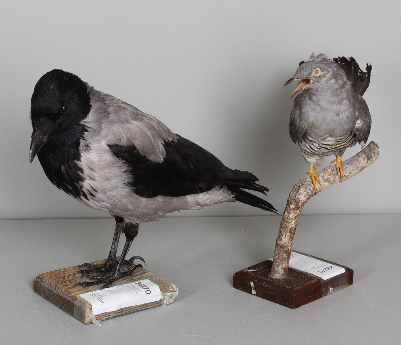 KRÅKA, samt GÖK, 18/1900-tal.