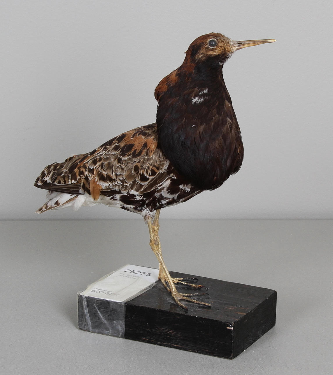 BRUSHANE, 18/1900-tal.