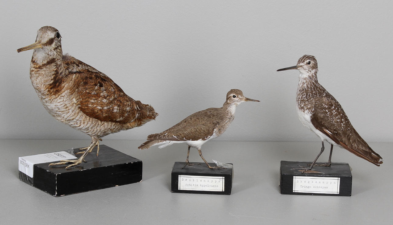 UPPSTOPPADE FÅGLAR, 3 st, 18/1900-tal.