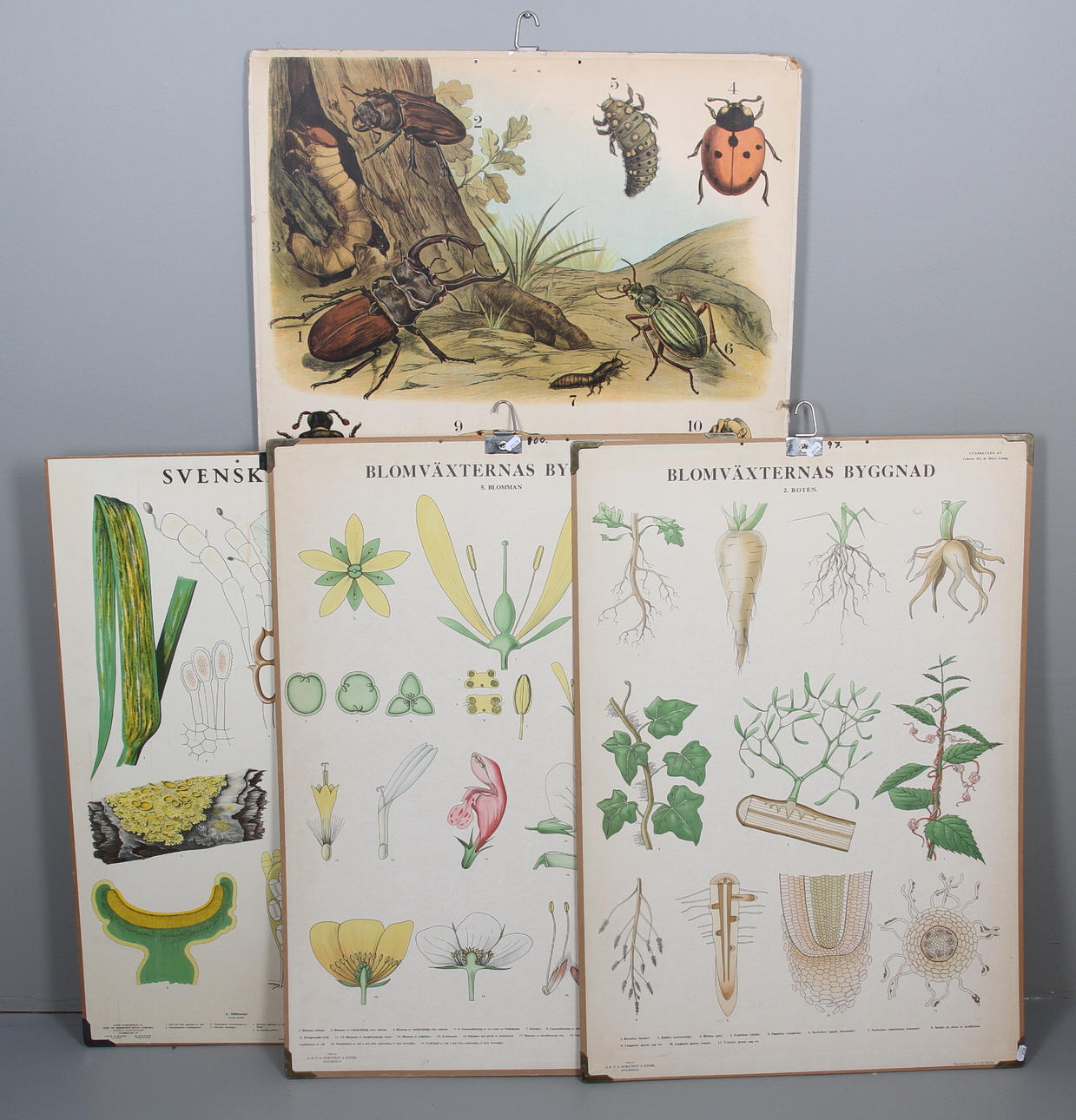 SKOLPLANSCHER, 4 st, växter och insekter, 1900-talets mitt.