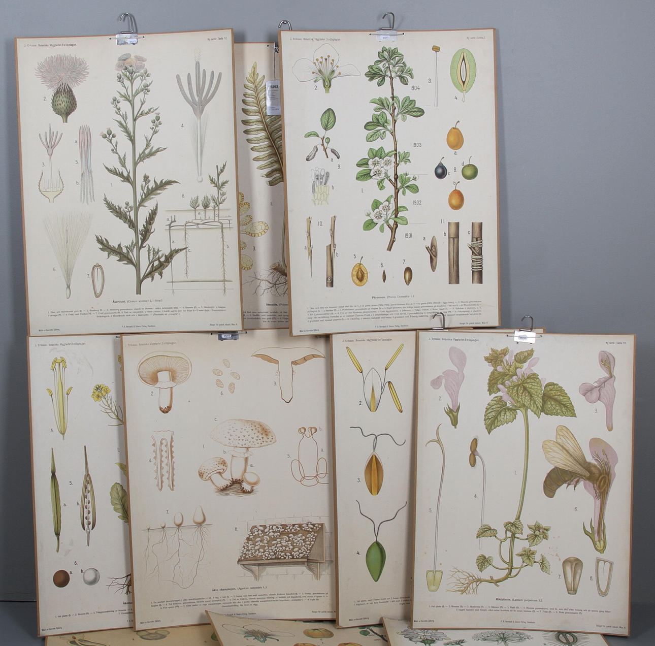 SKOLPLANSCHER, 14 st, J. Eriksson "Botaniska väggtavlor", 1900-talets mitt.