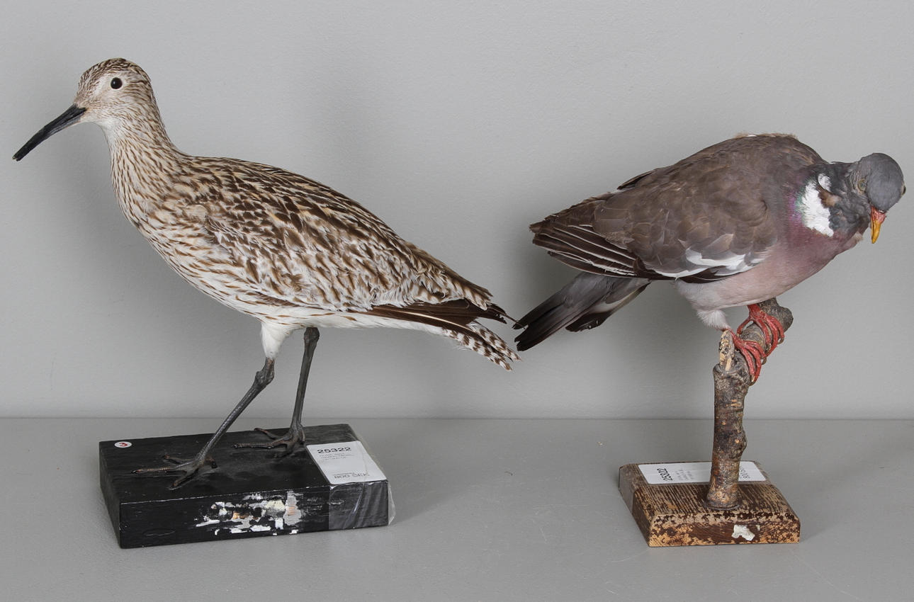 DUVA, samt OKÄND FÅGEL, 18/1900-tal.