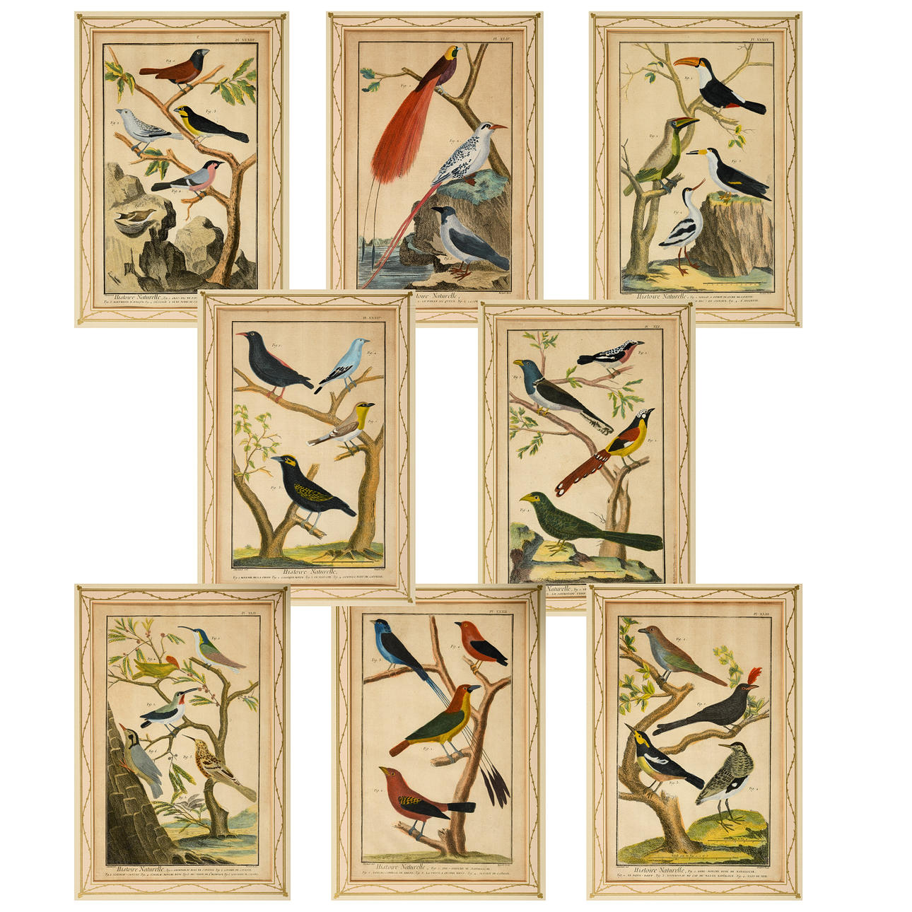 AFTER FRANCOIS NICOLAS MARTINET (1731-1800). HISTOIRE NATURELLE DES OISEAUX (pls. 32, 33, 34, 39, 41, 42, 43, 44).