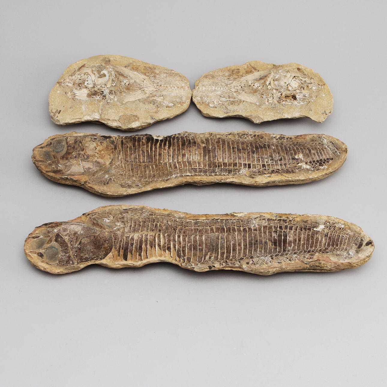 FOSSILER, 2 st, Brasilien.