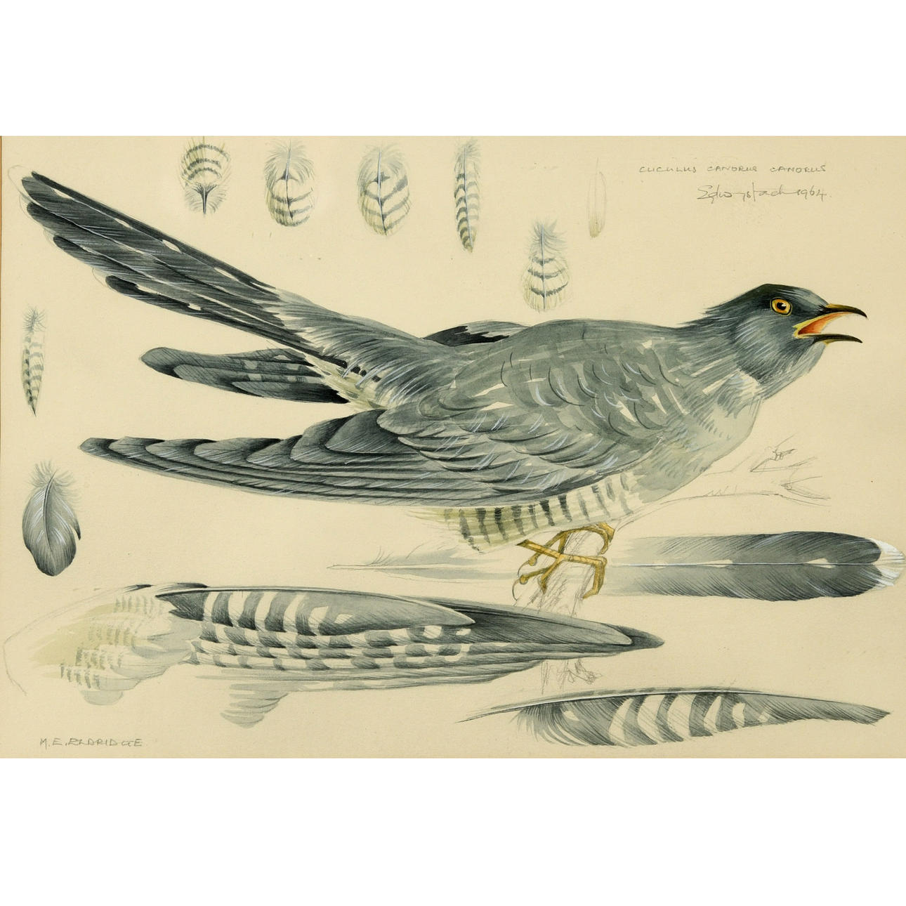 MILDRED ELSIE ELDRIDGE (1909-1991). CUCULUS CANORUS CANORUS.