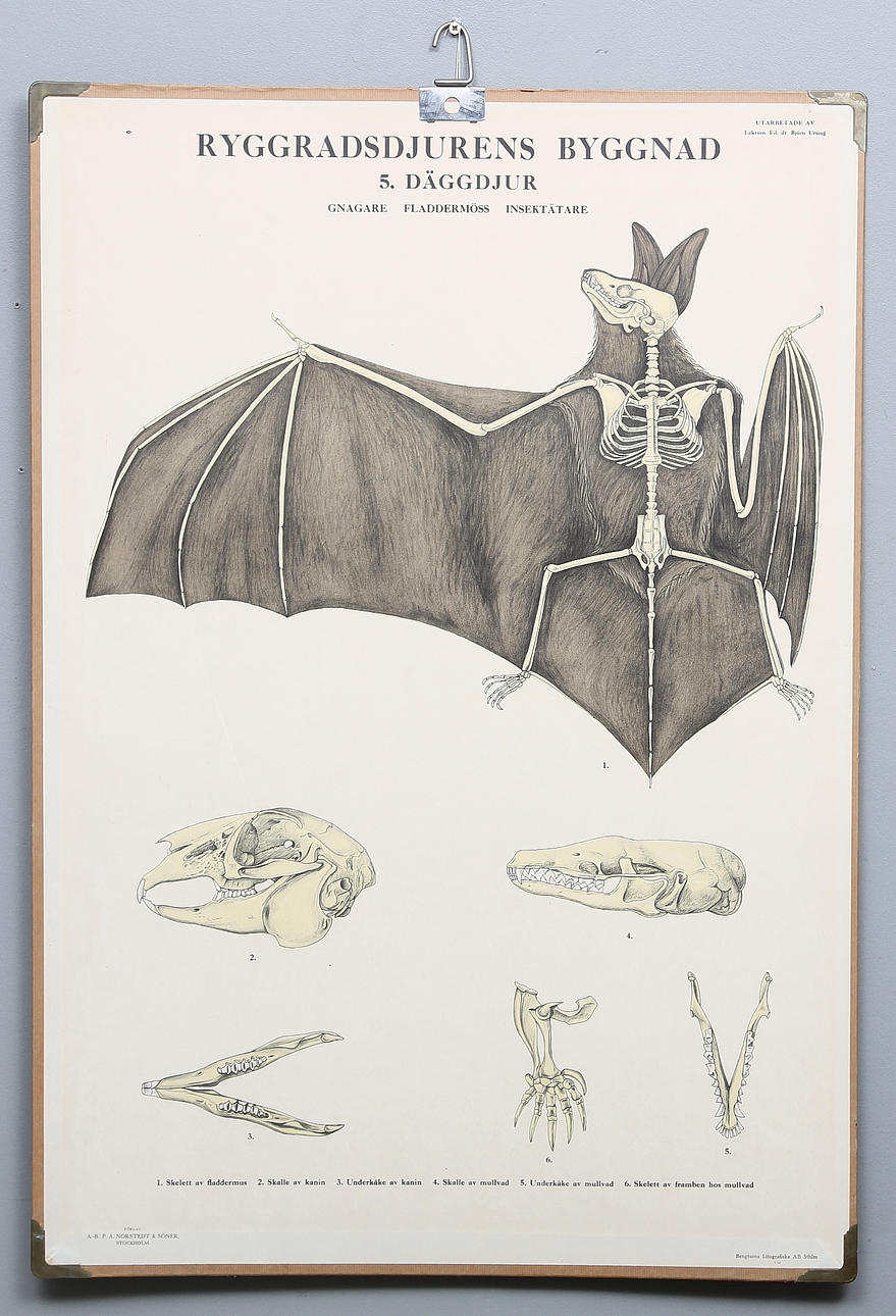 SKOLPLANSCH, Norstedt & Söner, Stockholm, 1900-tal.