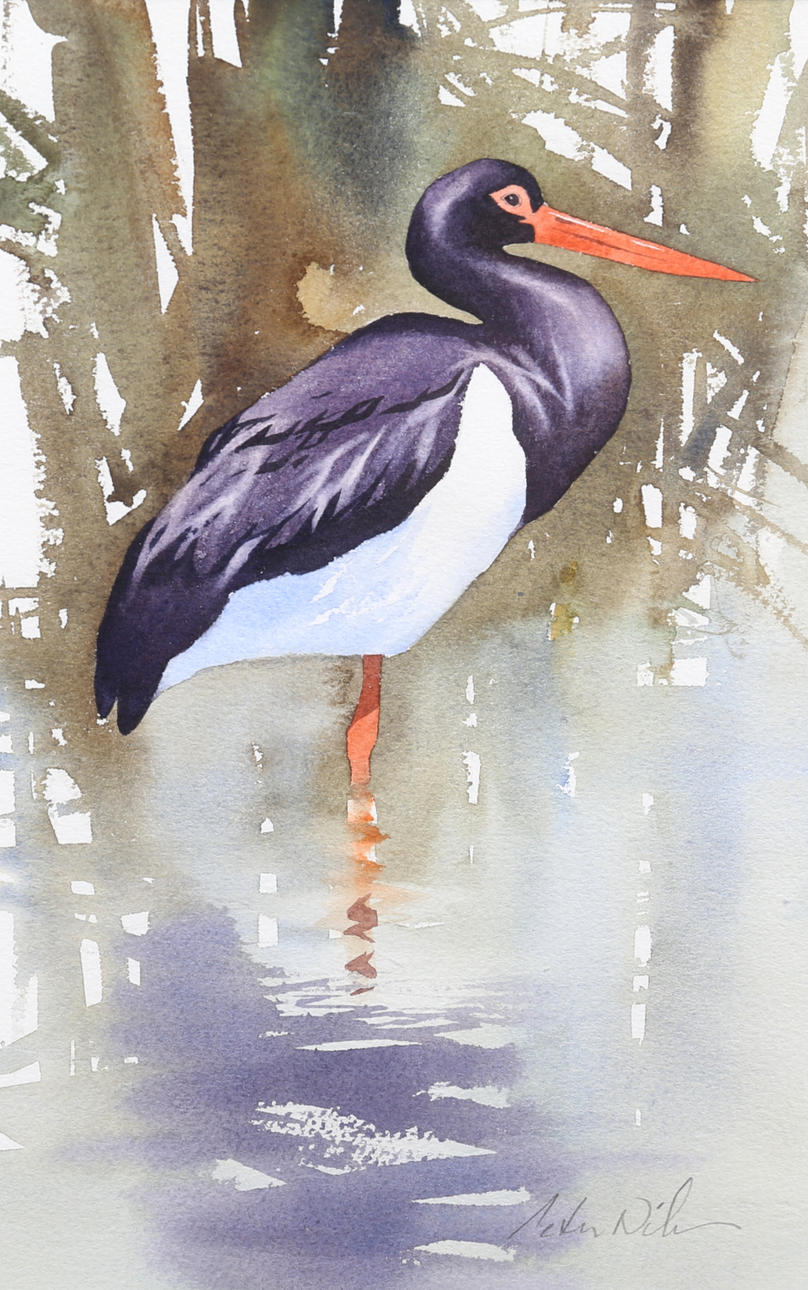 PETER NILSSON. Watercolor, black stork, signed.