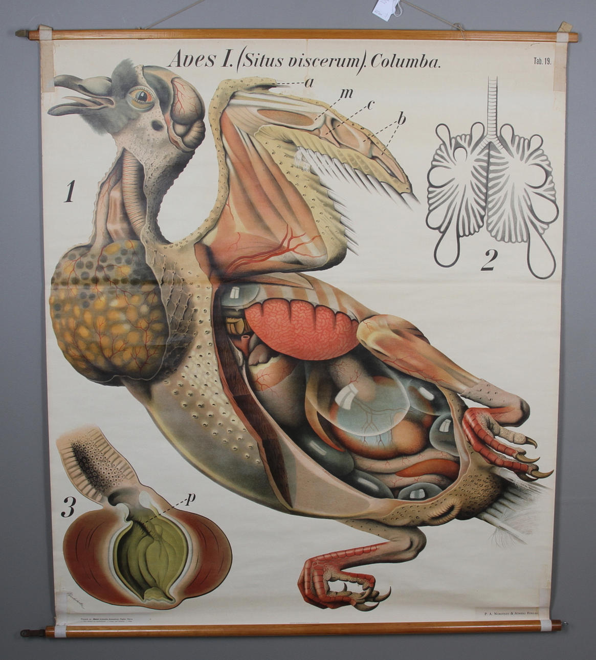 UNDERVISNINGSPLANSCH, "Duva", 1900-talets början.