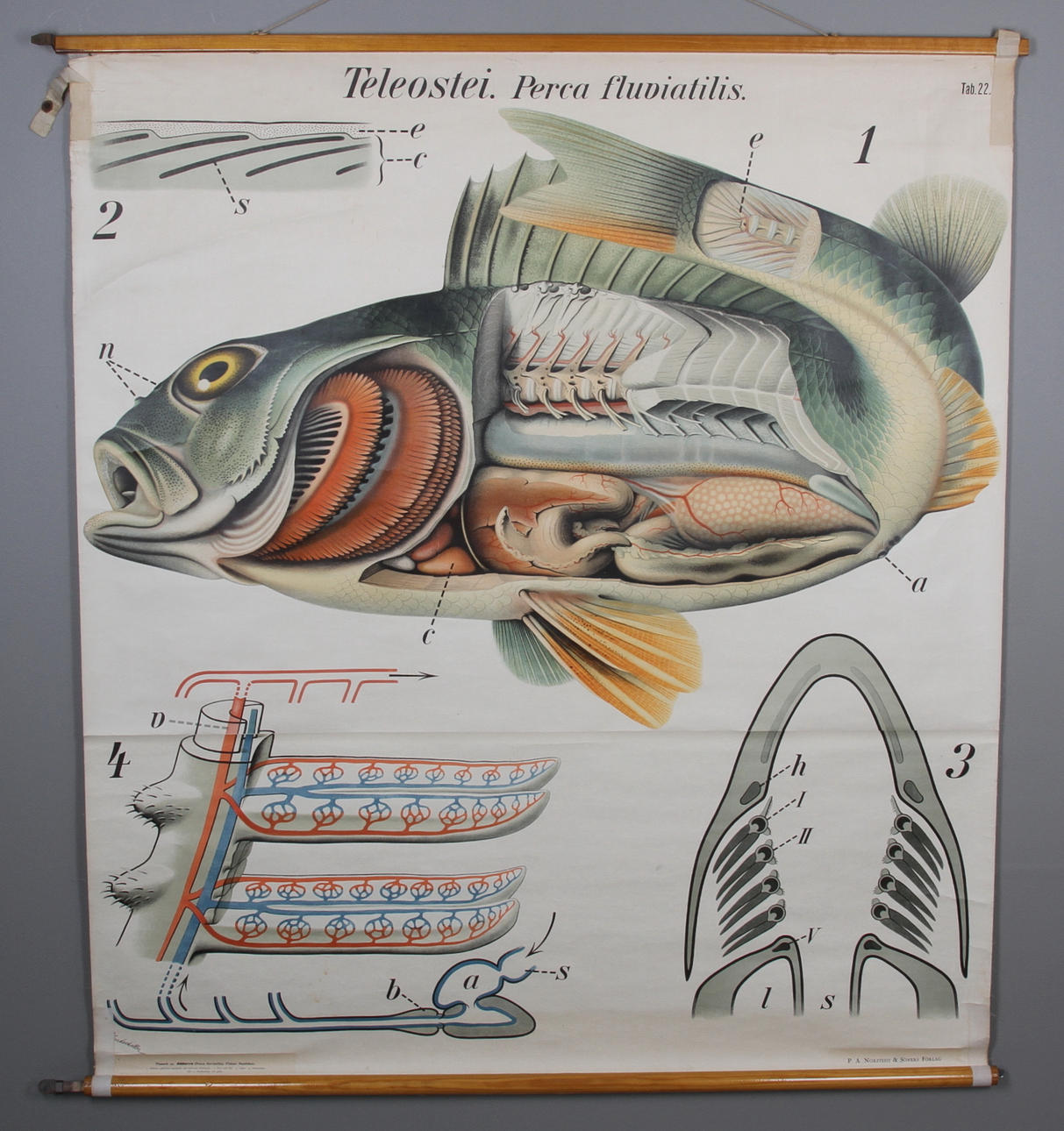 UNDERVISNINGSPLANSCH, "Aborre", 1900-talets början.