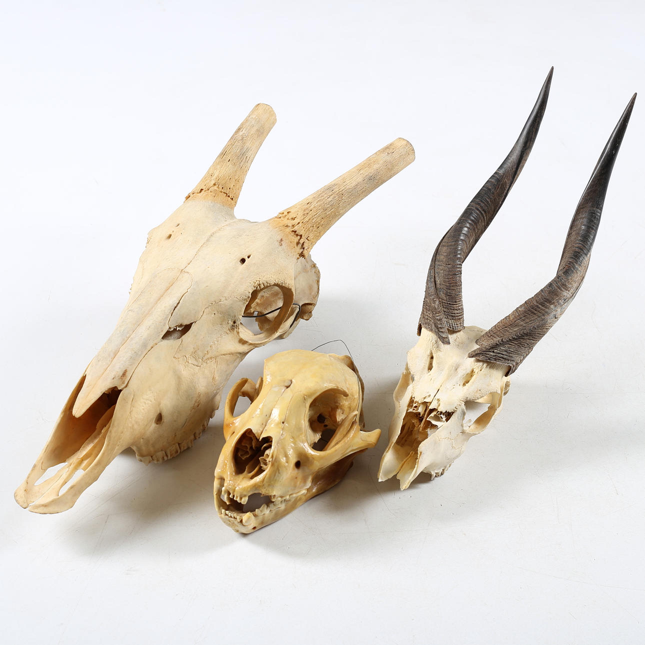 TROFEER, 3 st, Afrika, 1900-talet.