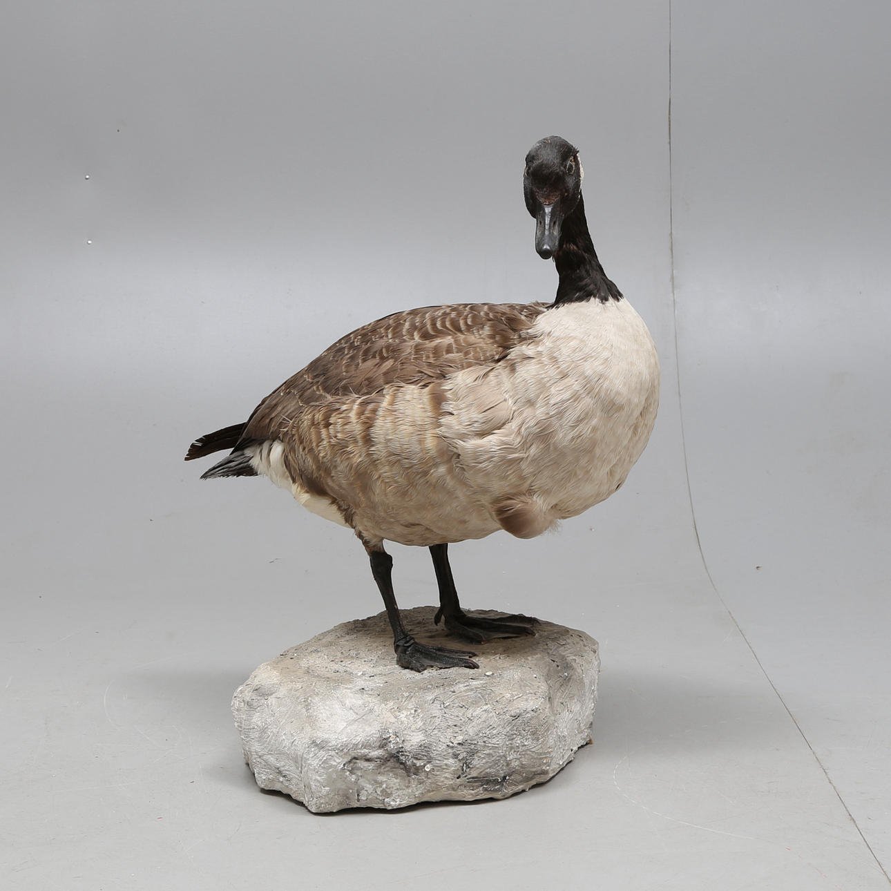 CANADA GOOSE, taxidermy.