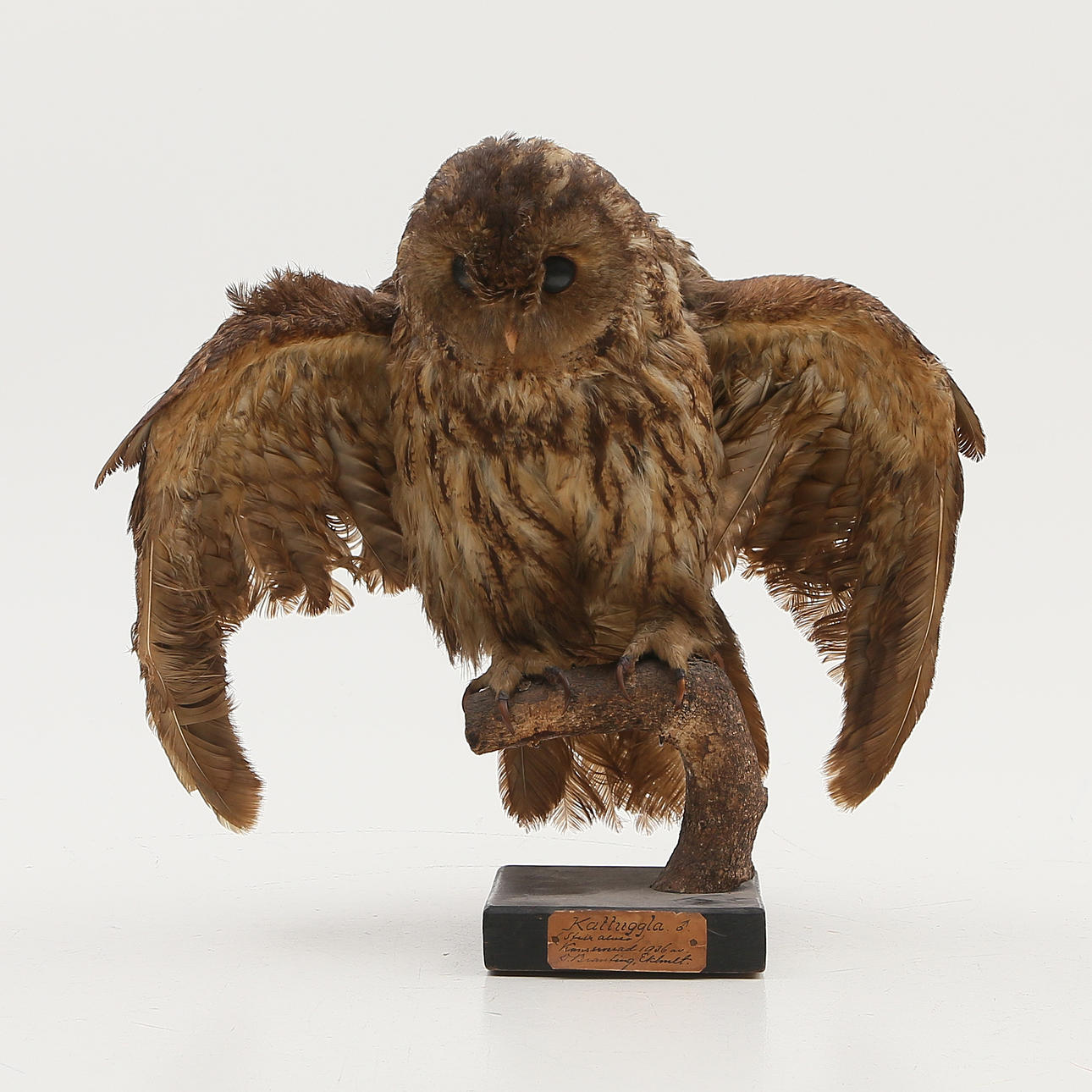 KATZE EULE, ausgestopft 1936.