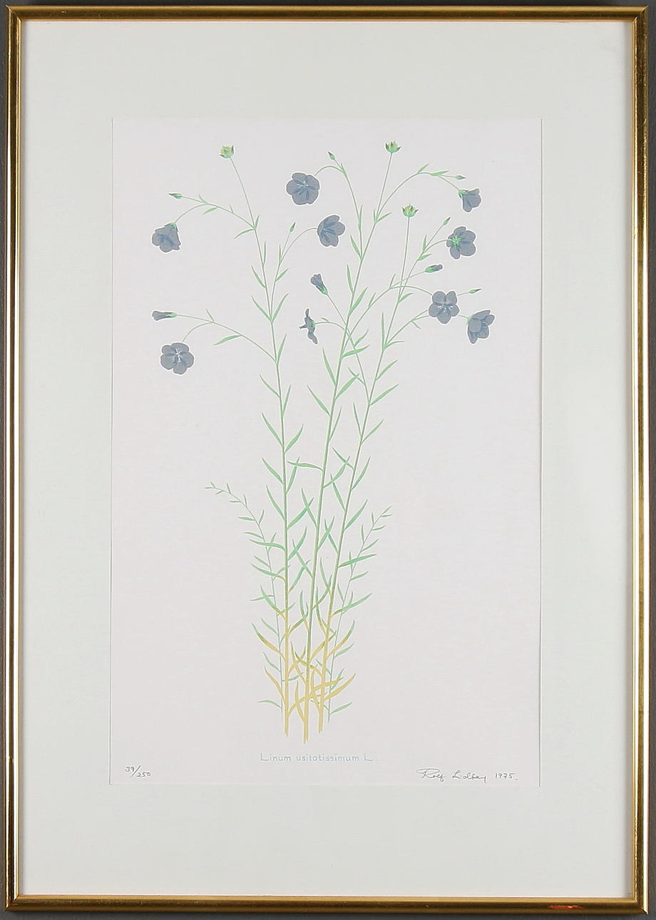 ROLF LIDBERG. "Linum usitatissimum L", färglitografi, signerad, numrerad 39/250 och daterad 1975.