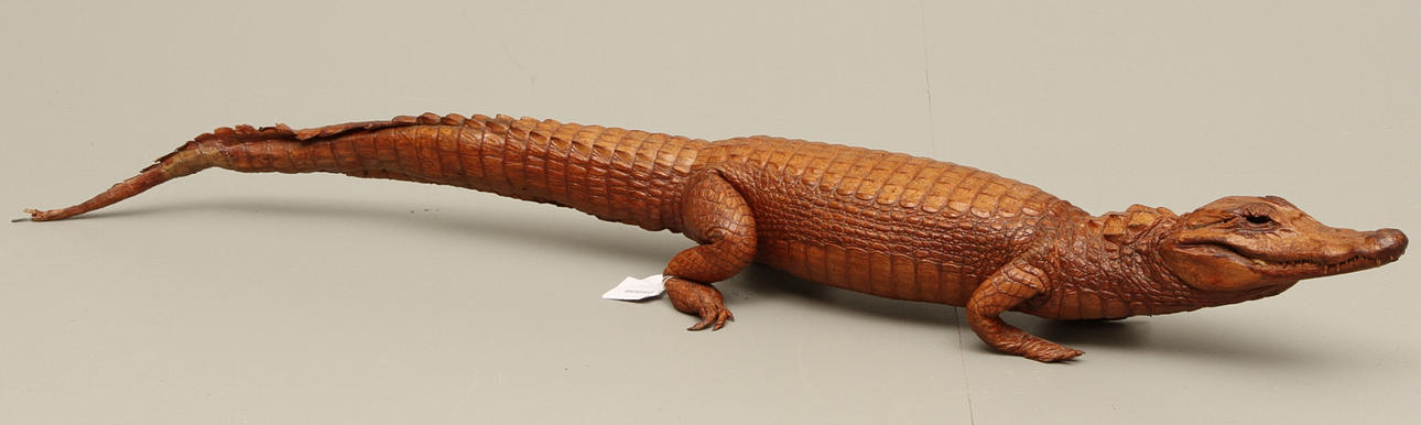 REPTIL, uppstoppad, 1800/1900-tal.