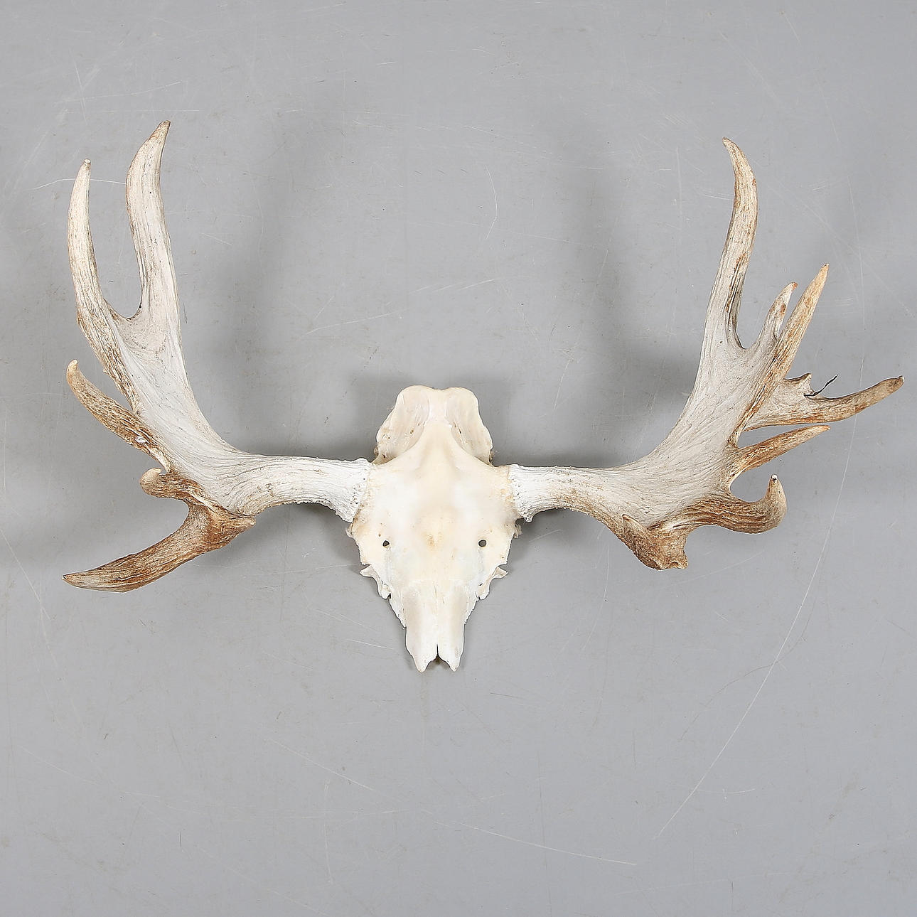 ÄLGHORN, 14 taggar, Jättendal. 1950-tal.