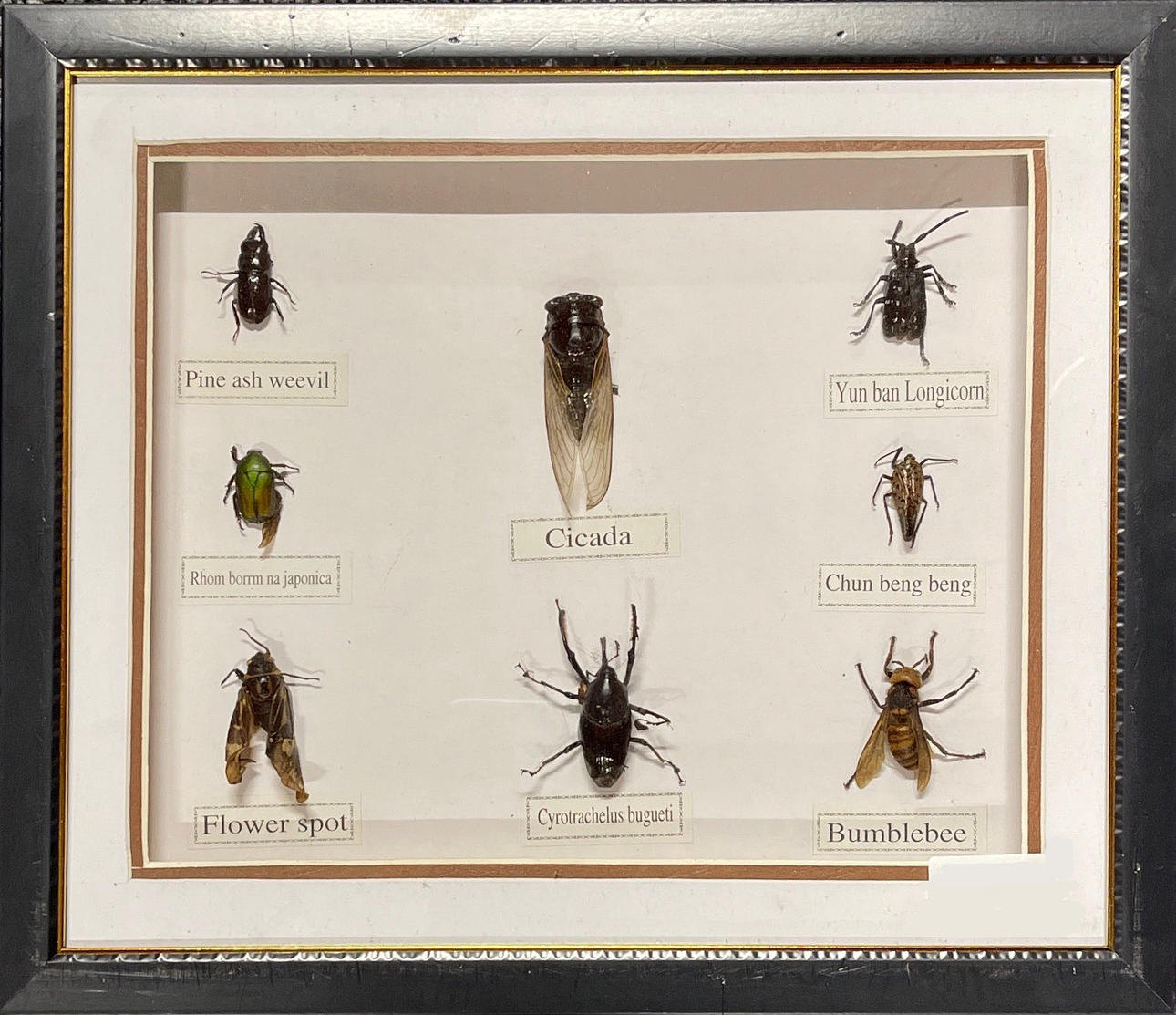 KEHYTETTY HYNTIENKOKOELMA.