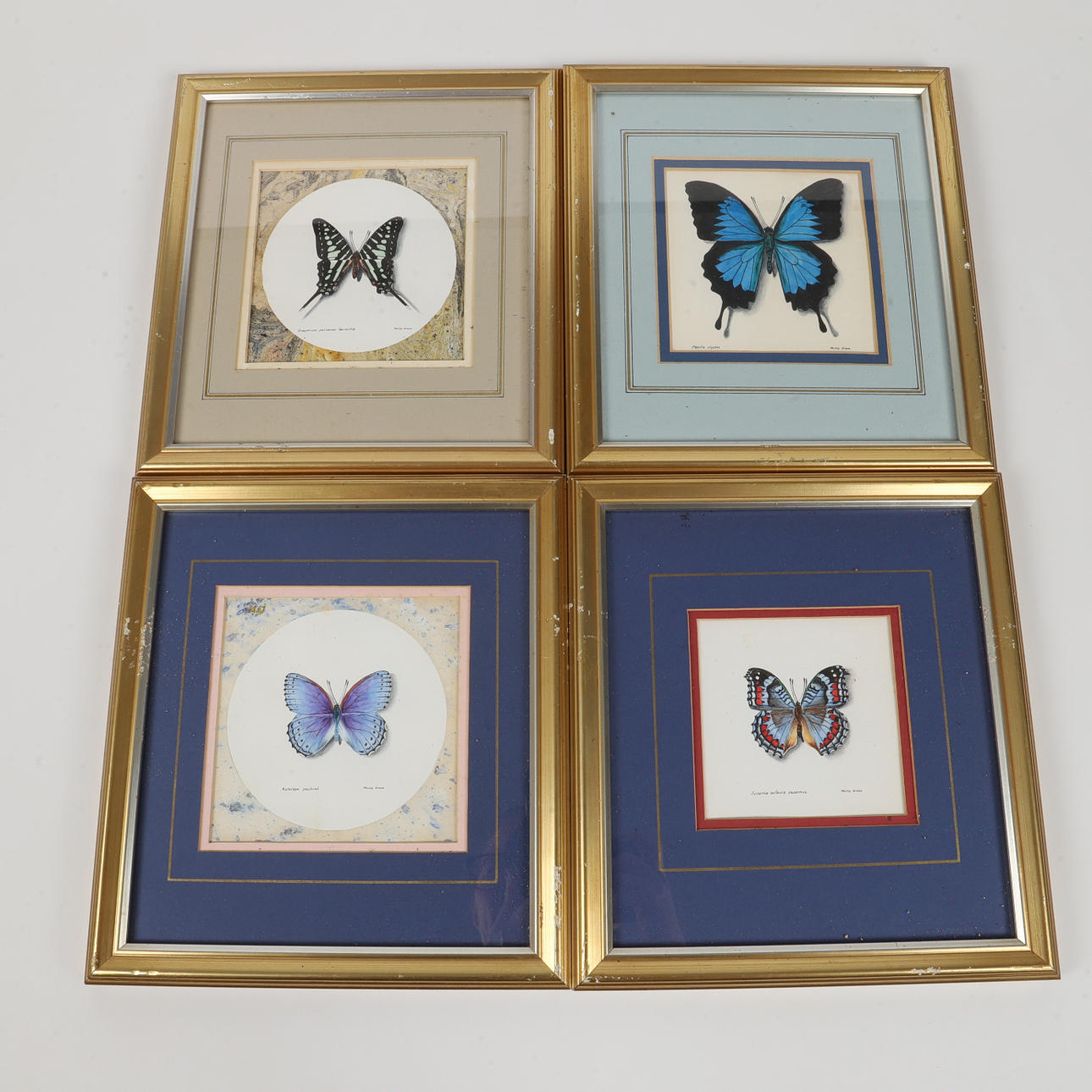 PHILLIP GRIEVE. Butterflies, 4 watercolors, signed.