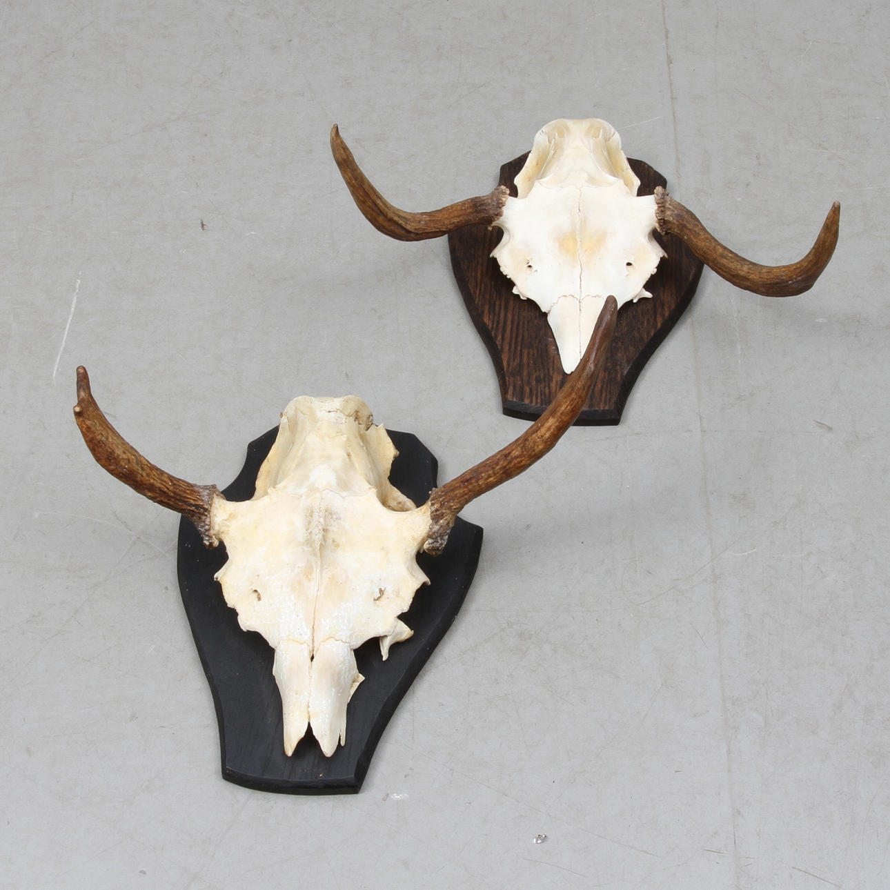 JAKTTROFEÉR, 2st, älg.