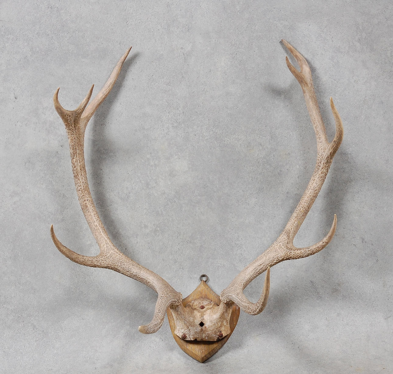 JAKTTROFÉ från KRONHJORT.