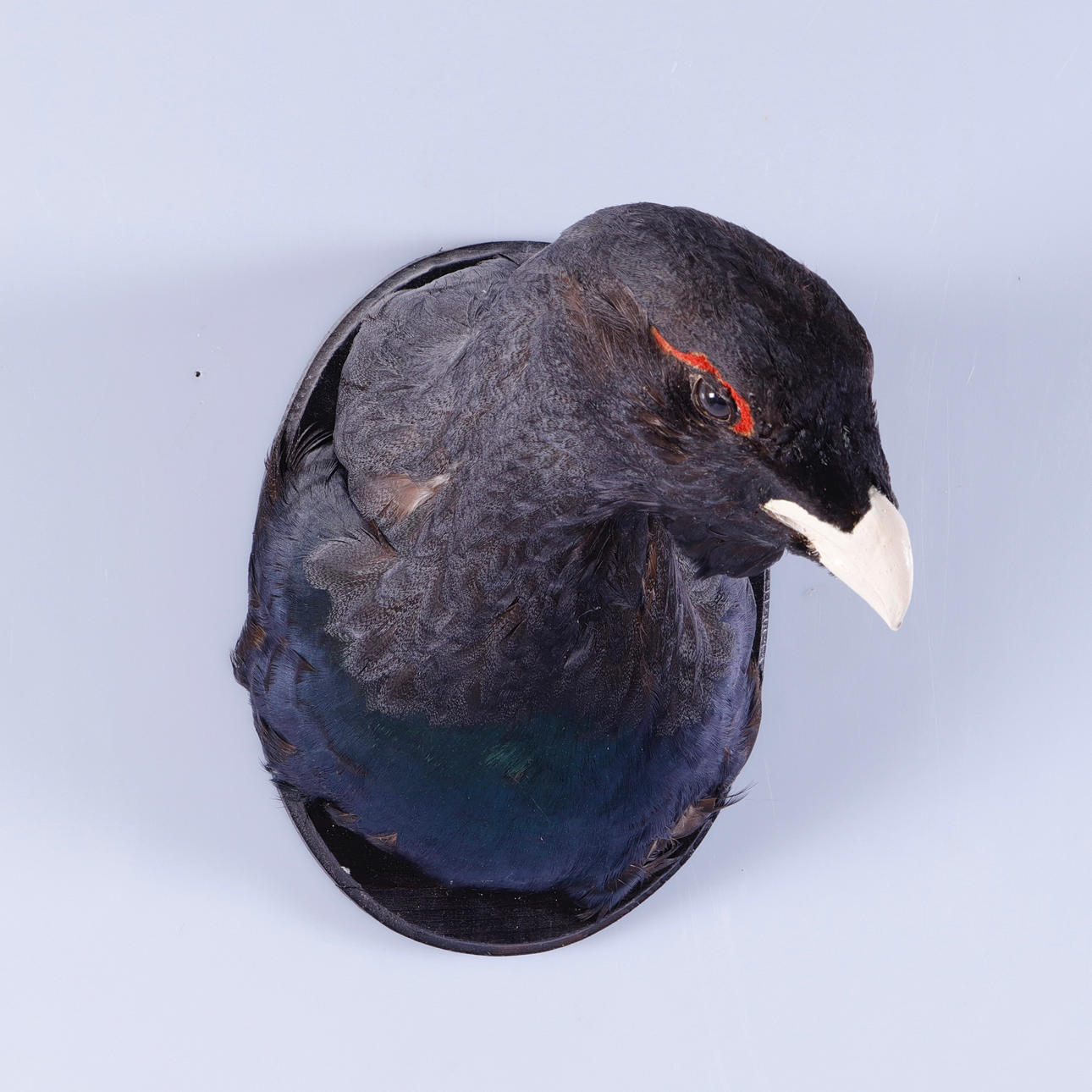 UPPSTOPPAD TJÄDER, monterad på träplatta.