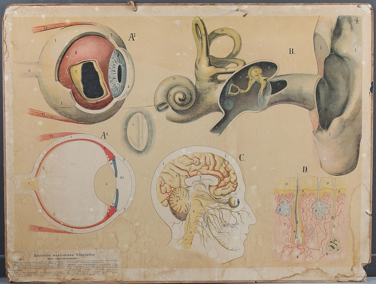 SKOLPLANSCHER, 2 st, Eschners Anatomiska väggtaflor. 1900-talets första halva.