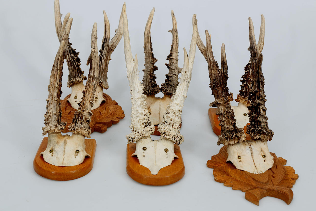 JAKTTROFFÉR, horn, 6 stycken, 1900-tal.