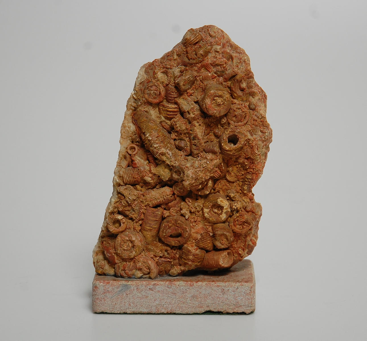 FOSSIL, på sockel.