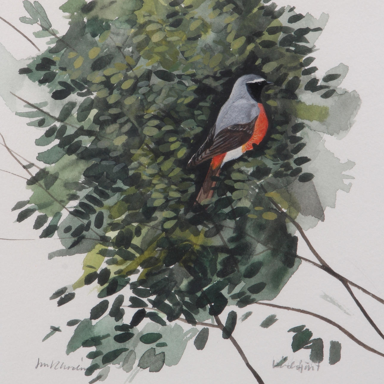 JAN RHODIN. Akvarell, "Rödstjärt", signerad.