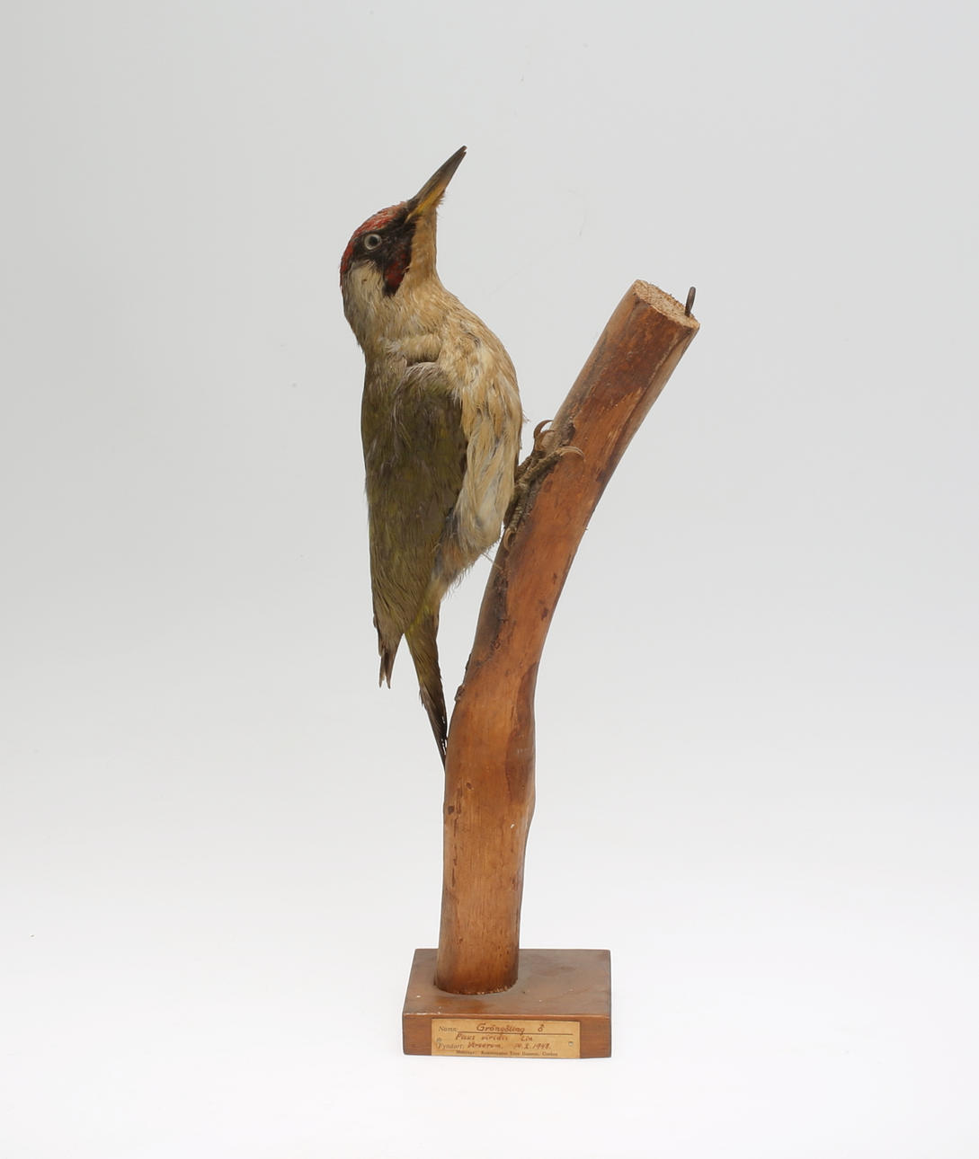 GRÖNGÖLING, uppstoppad, 1948.