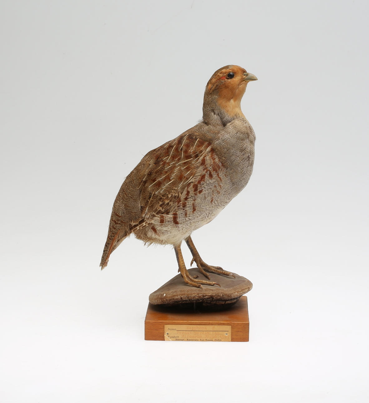 RAPPHÖNA, uppstoppad, 1947.