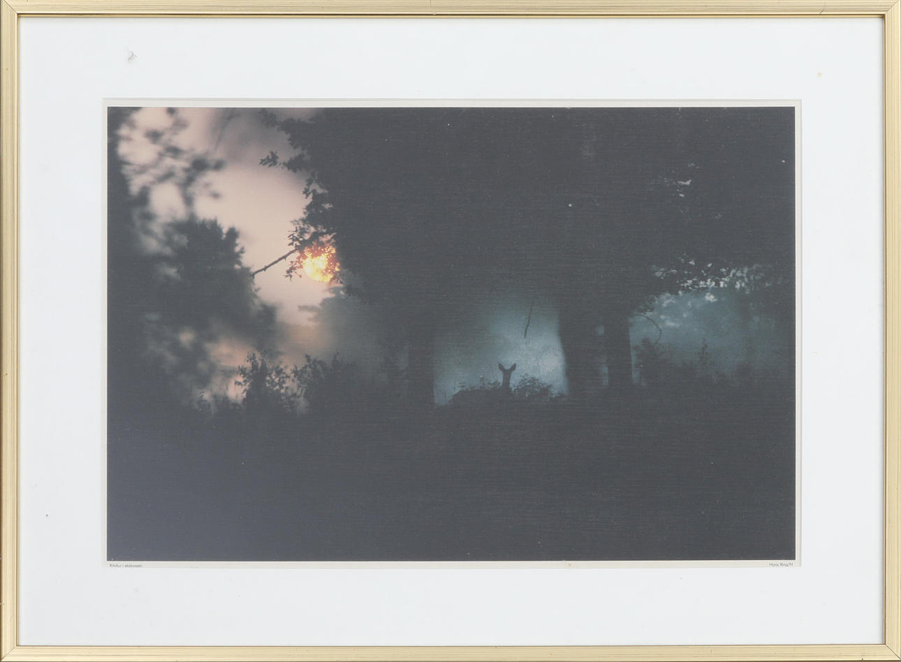 HANS RING. Tryck/Naturfoto, "Rådjur i ekskogen".