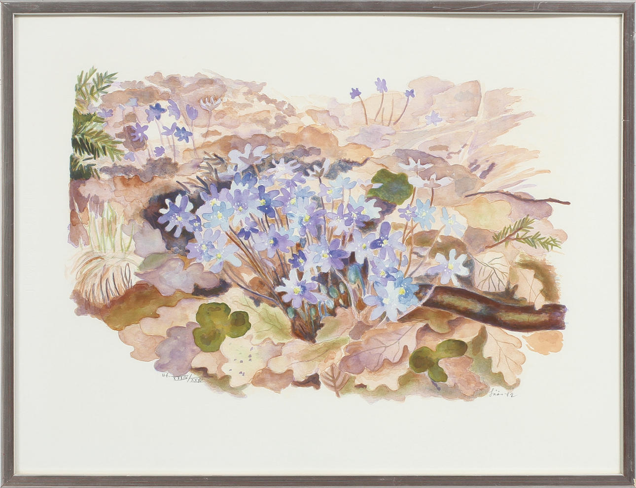 EVY LÅÅS. Blåsippor, färglitografi, signerad och numrerad.