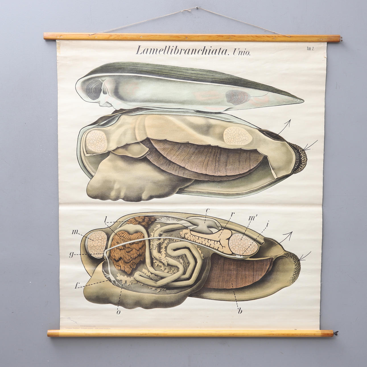 SCHOOL PLANSCH, "Mussel", Martinus Nijhoff, 1900s.