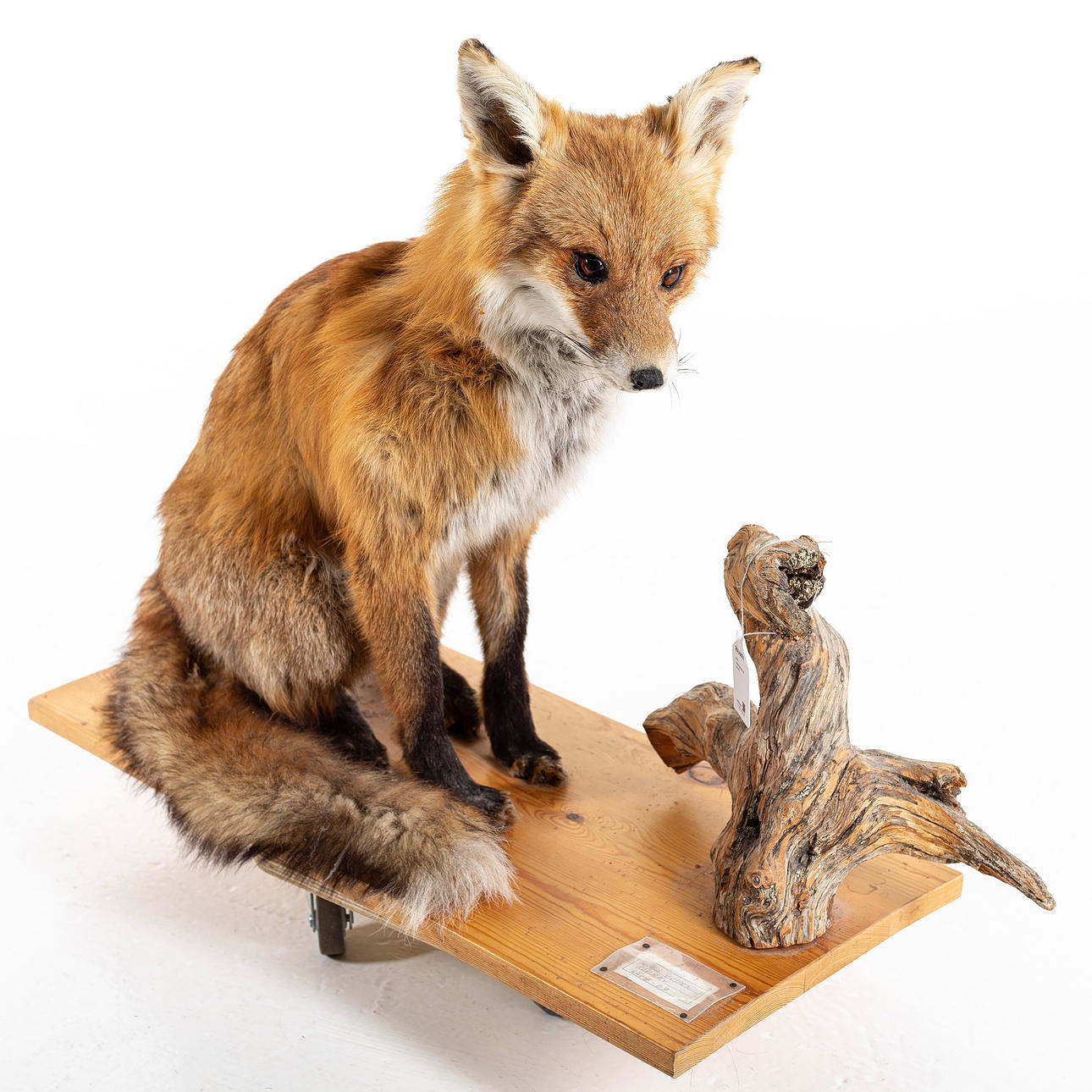 ZORRO, disecado sobre pedestal.