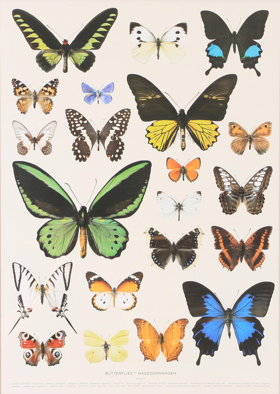 BUTTERFLIES, print.