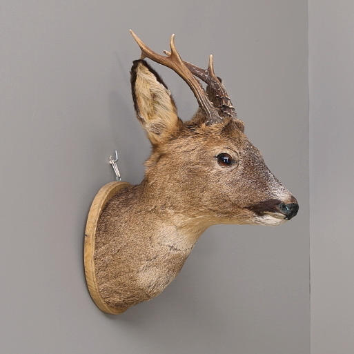 RÅDJURSHUVUD på träsköld, "BARNCANCERFONDEN".