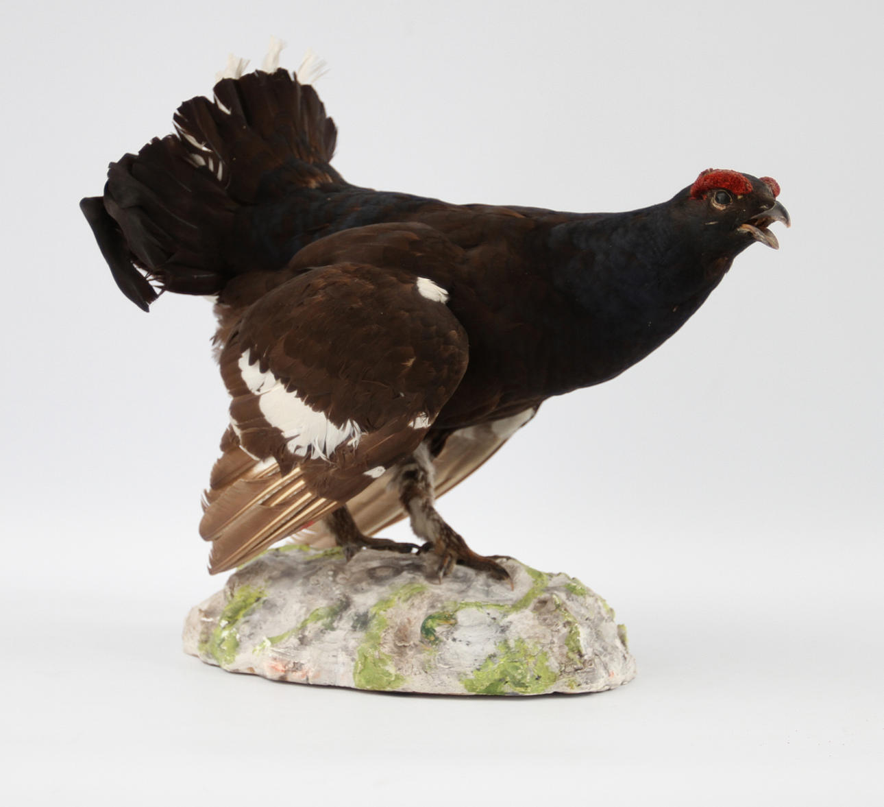 UPPSTOPPAD FÅGEL. Orrtupp, konservator Tycko Nordlund.