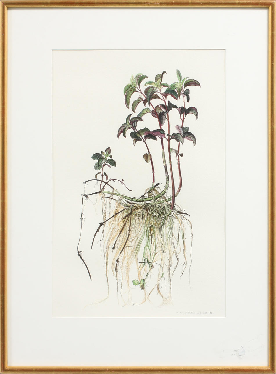 KARIN LINDBERG-LUNDKVIST. Växtmotiv, akvarell, signerad och daterad -81.