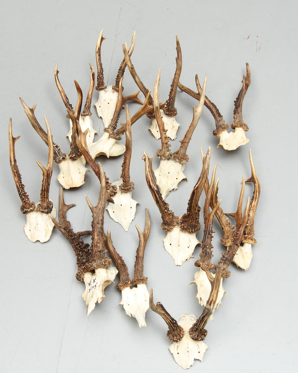 JAKTTROFÈR, råddjur, 19/2000-tal.