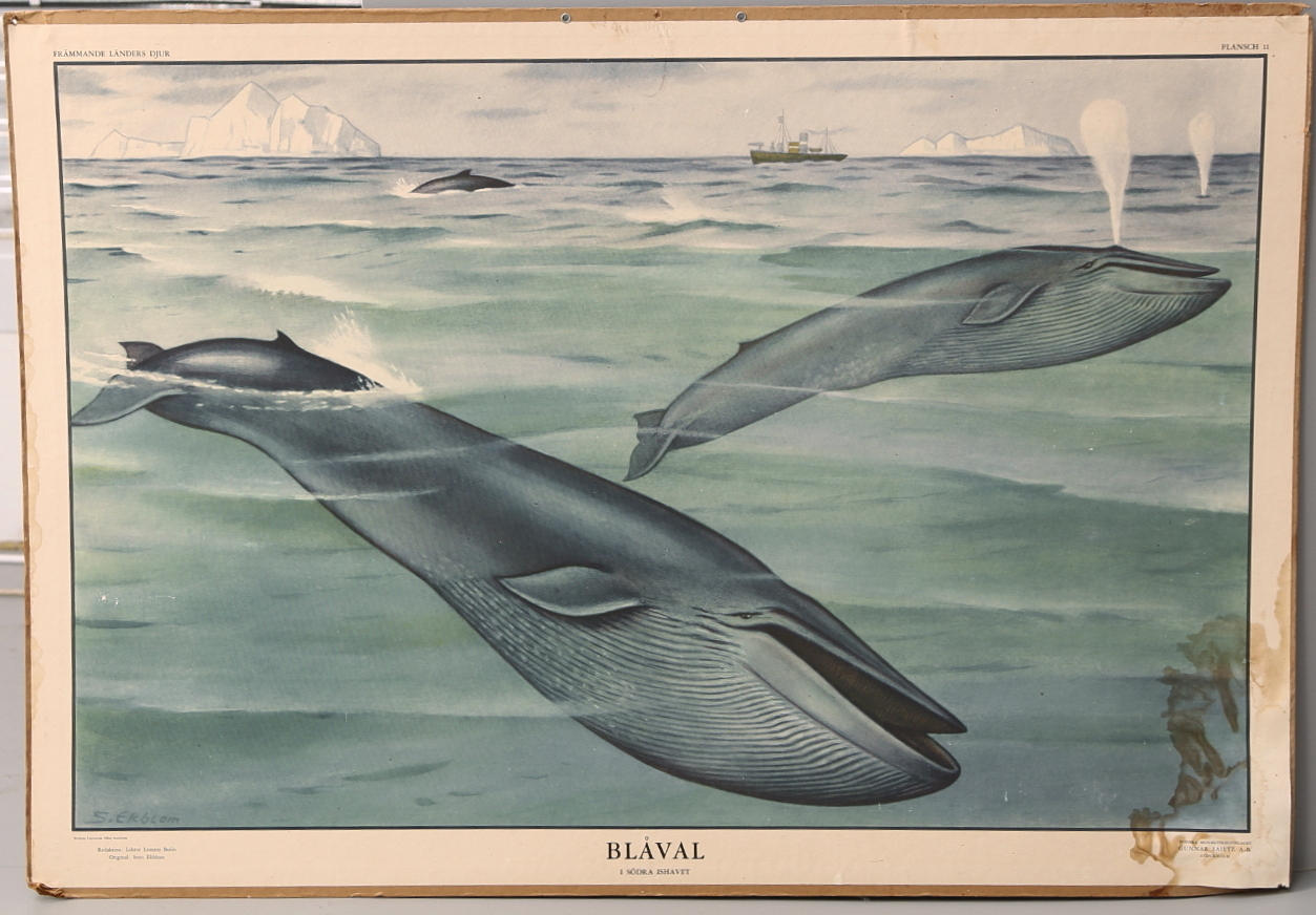SKOLPLANSCH, blåvalar.
